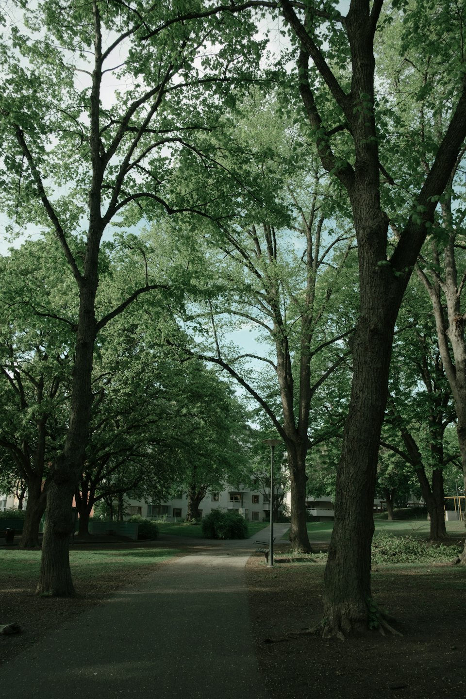 A winding path leads through a park with tall trees.